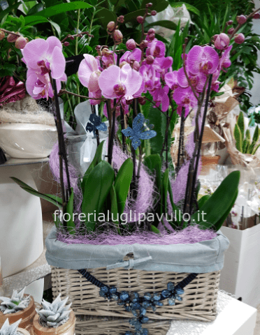 orchidee in cesto simile foto