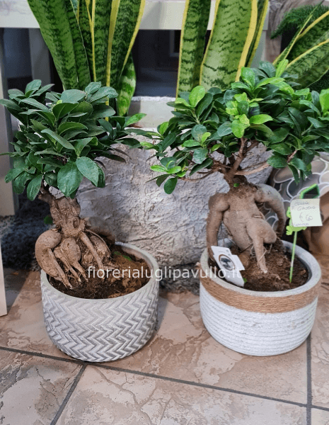 pianta bonsai mini