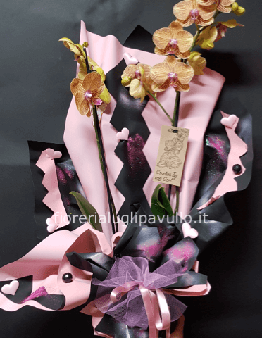 orchidea phalenophis vari colori