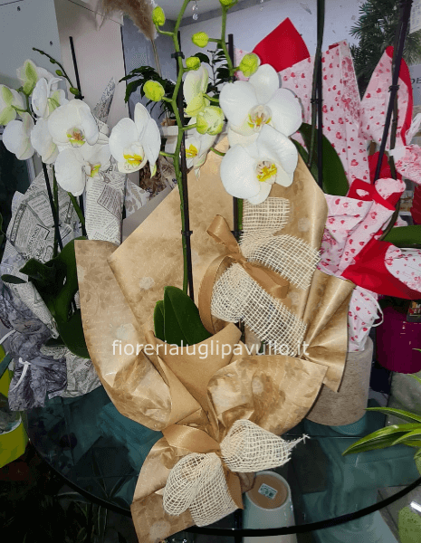 orchidea phalenophis