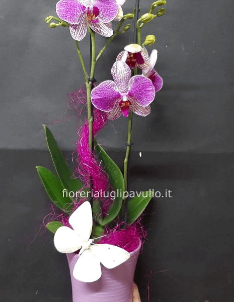 orchidea phaleno in vaso » Fiori a Pavullo e Serramazzoni, acquisto online,  invio e consegna a domicilio di fiori e piante a Serramazzoni, Pavullo e  dintorni.