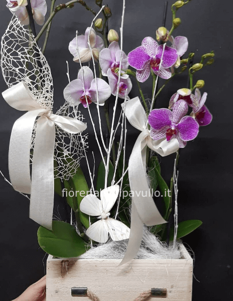 cassetta con orchidee phaleno