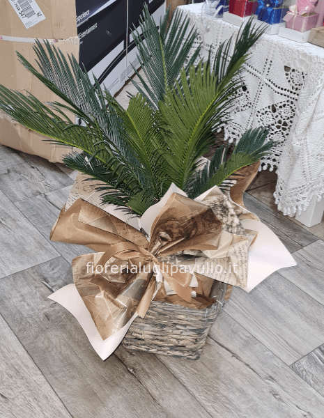 pianta di chicas confezionato